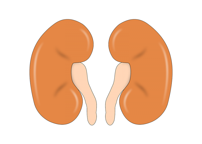kidney 01_dep