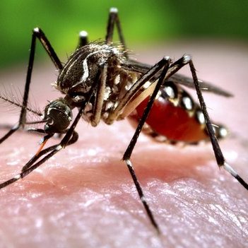 _64678233_c0093043-feeding_mosquito-spl