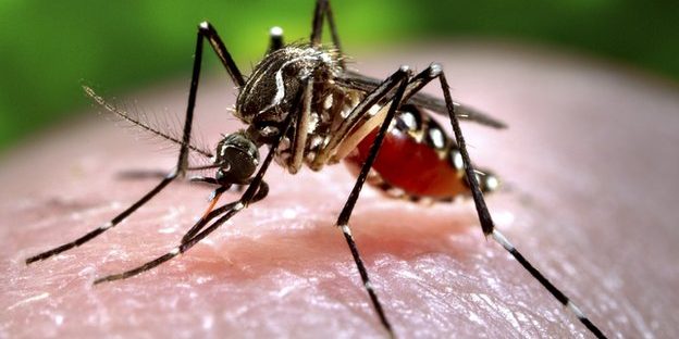 _64678233_c0093043-feeding_mosquito-spl