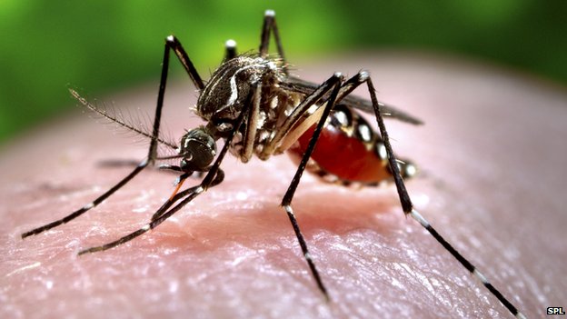 _64678233_c0093043-feeding_mosquito-spl